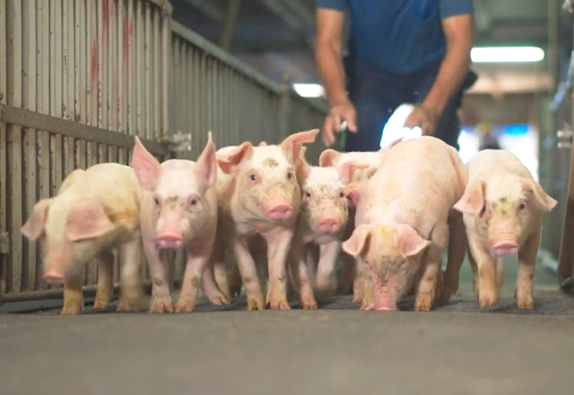 TeaDict family-owned big modern pig farm